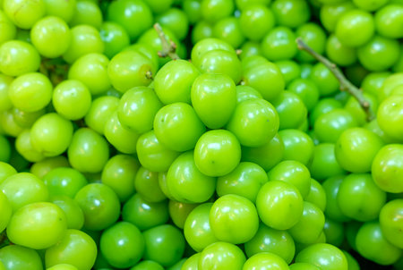 Close-up photo of cymascus grapes, seedless grapes, natural green background.の写真素材
