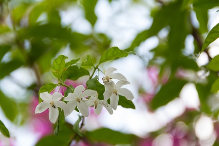 moke flowers の写真素材