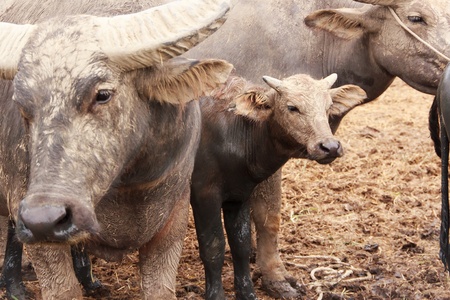 buffalo in farmの写真素材