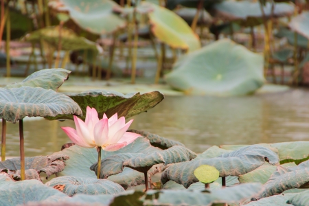 pink lotus flower in swampの写真素材