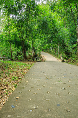 A walking path in a forrest .