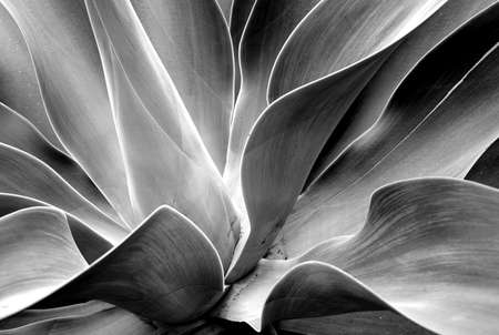 tropical plant's detailの写真素材