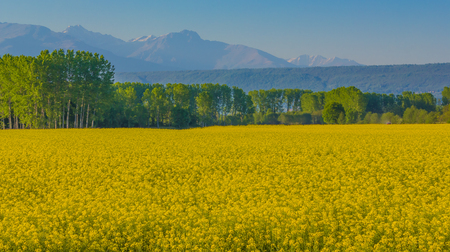 an explosion of  yellow blooming of the rapeseed plantの写真素材