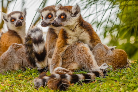 a male lemur hugs his female, while from a distance another lemur looksの写真素材