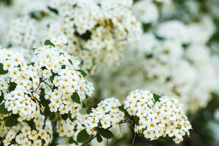 close-up of white spirea flowers Detail of a cluster of white flower of the spirea
