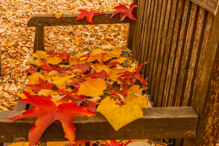 the seat of a bench covered with colored leaves fallen from the treesの写真素材