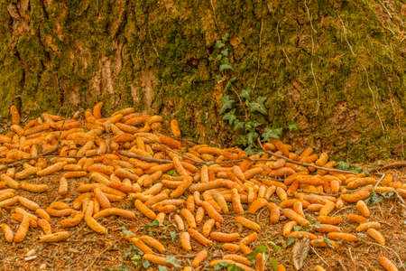 Close-up of pine cones fallen from a tree in autumn .A tree trunk in autumn covered with moss and lichens surrounded by pine conesの写真素材