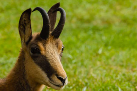 the muzzle of a chamois with horns and the typical mask between the eye and the upper lipの写真素材