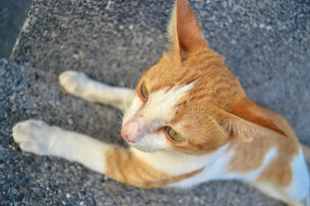 Cat on the floorの写真素材
