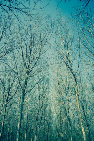 Trees in Winter