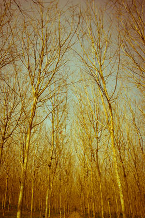 Trees in Winterの写真素材