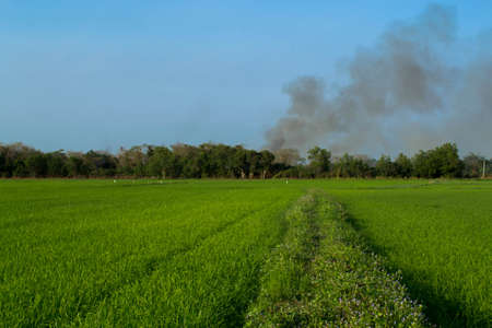 Green rice field and smokeの写真素材