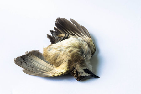 Dead Birdの写真素材