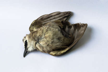 Dead Birdの写真素材