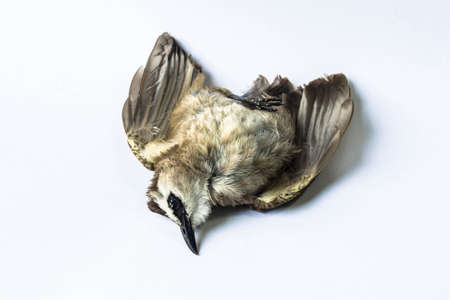 Dead Birdの写真素材