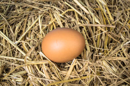 Egg on dry strawの写真素材