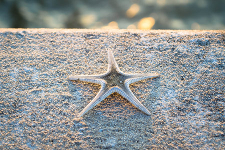 Starfish on a cement floorの写真素材