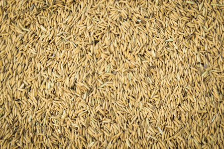 Paddy riceの写真素材