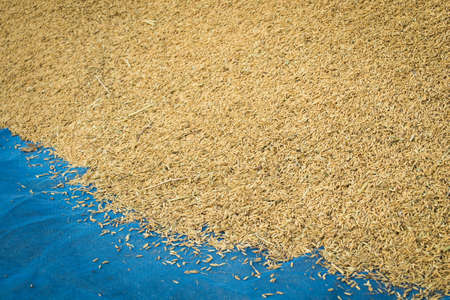 Paddy riceの写真素材