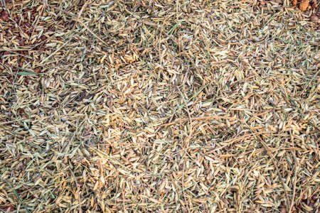 Paddy straw on the floorの写真素材