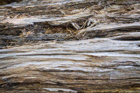 wood