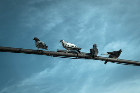 pigeonの写真素材