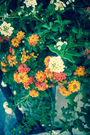 Lantana camara