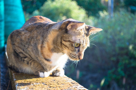 cat
