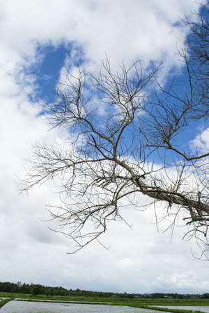 tree without leaves on blue sky and cloudの写真素材