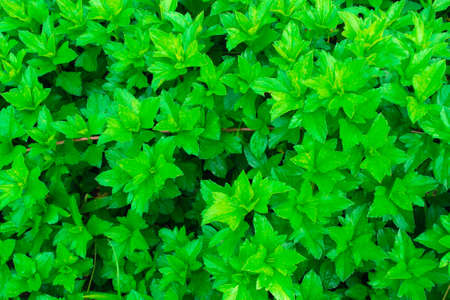 The Creeping Daisyの写真素材