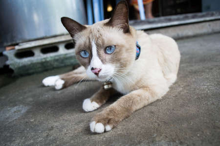 thai cat , blue eyeの写真素材