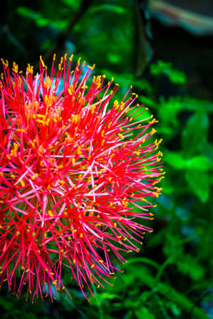 Haemanthus multiflorusの写真素材