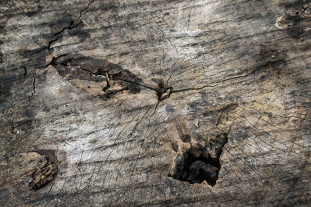 Holes on the old woodの写真素材