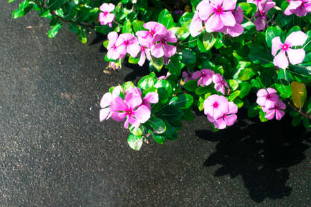 Purple Periwinkleの写真素材