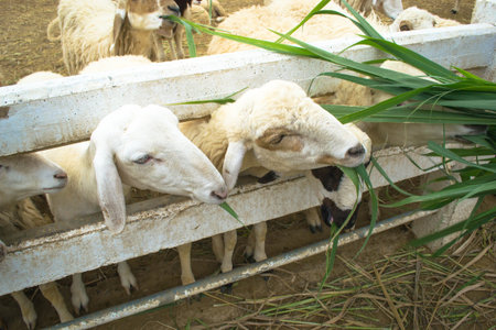 grazing sheepの写真素材