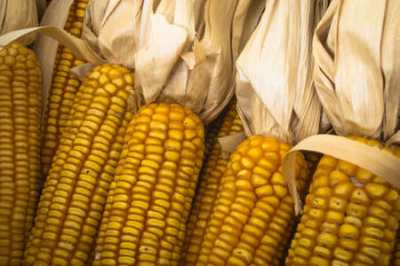 Dried corn cobsの写真素材