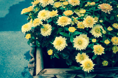 Colorful autumnal chrysanthemumの写真素材