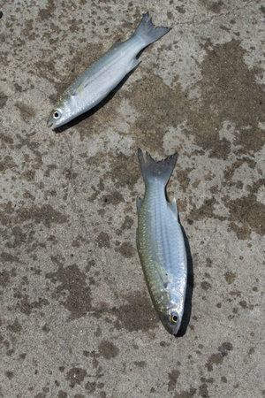 Fish,Flathead mullet, Grey mullet, Striped mullet