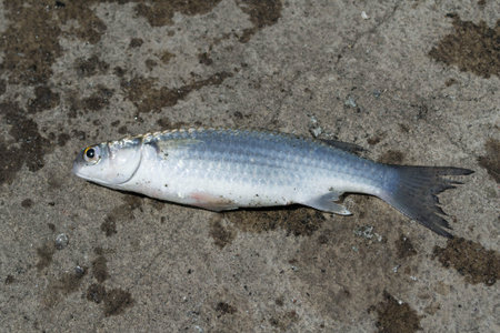 Fish,Flathead mullet, Grey mullet, Striped mullet