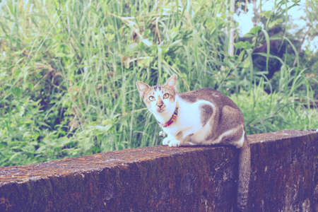 Cat On The Wallの写真素材