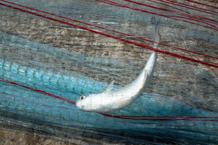 fresh fish caught with fishing netの写真素材