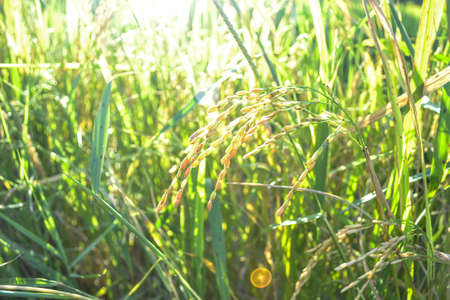 rice fieldの写真素材