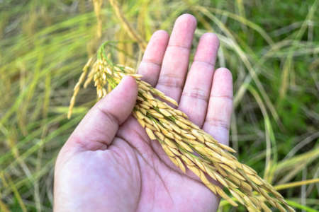 hand with rice fieldの写真素材