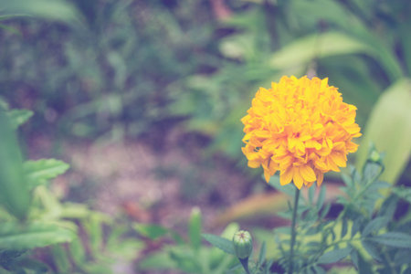 marigold flowerの写真素材
