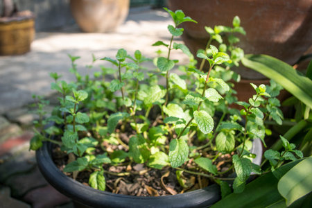 kitchen mint , marsh mint,mint plantの写真素材