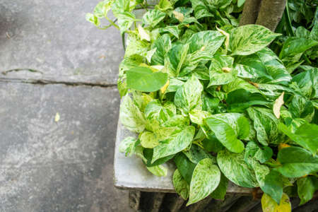 devil  iveyの写真素材