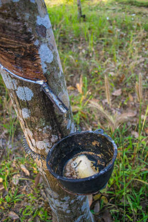 rubber treeの写真素材