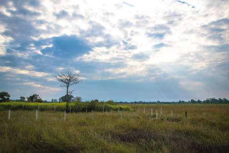 landscape  tree and grassの写真素材