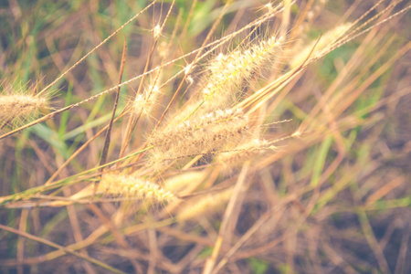 flower of weed grass