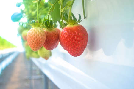 fresh organic strawberryの写真素材